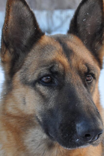 Protection Training
