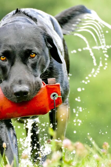 Retrieving Dog Training