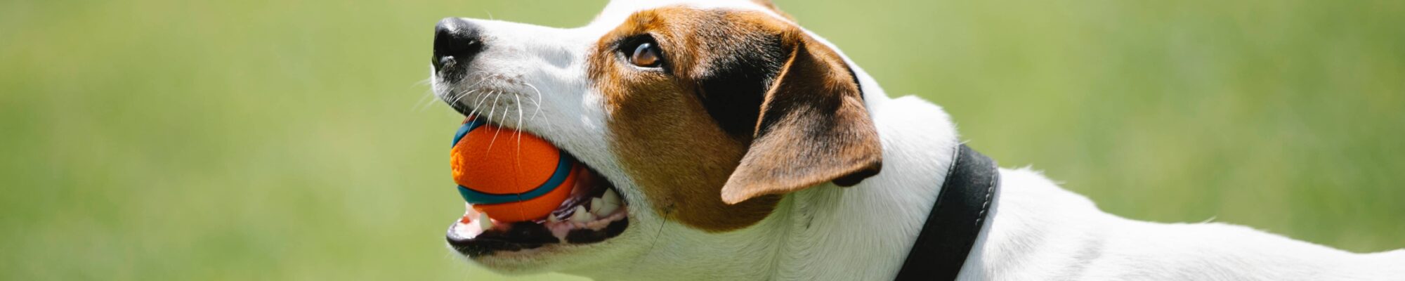 Agility Dog Training