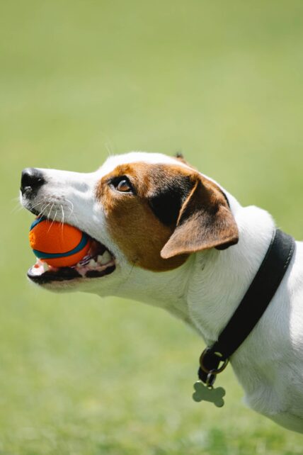 Agility Dog Training