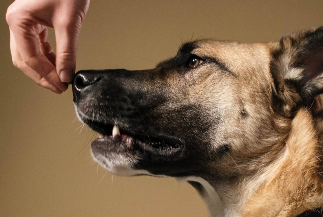 Dominance Training
