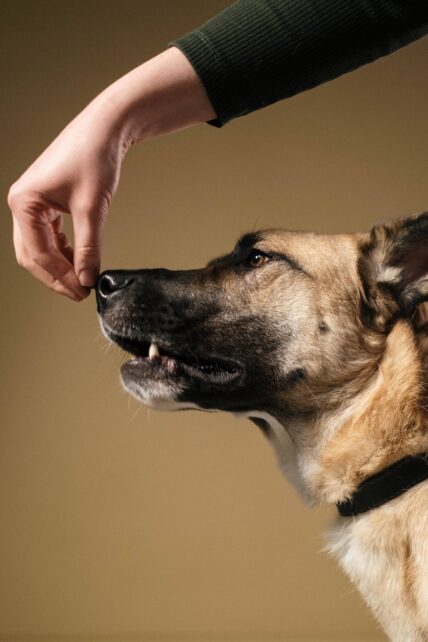 Dominance Training