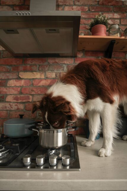 Obedience Dog Training