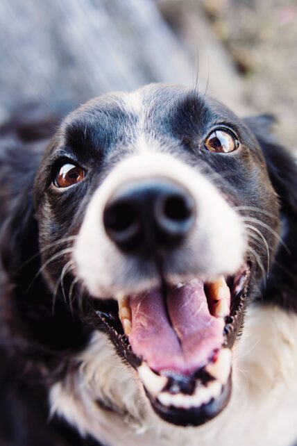 Behavioral Dog Training