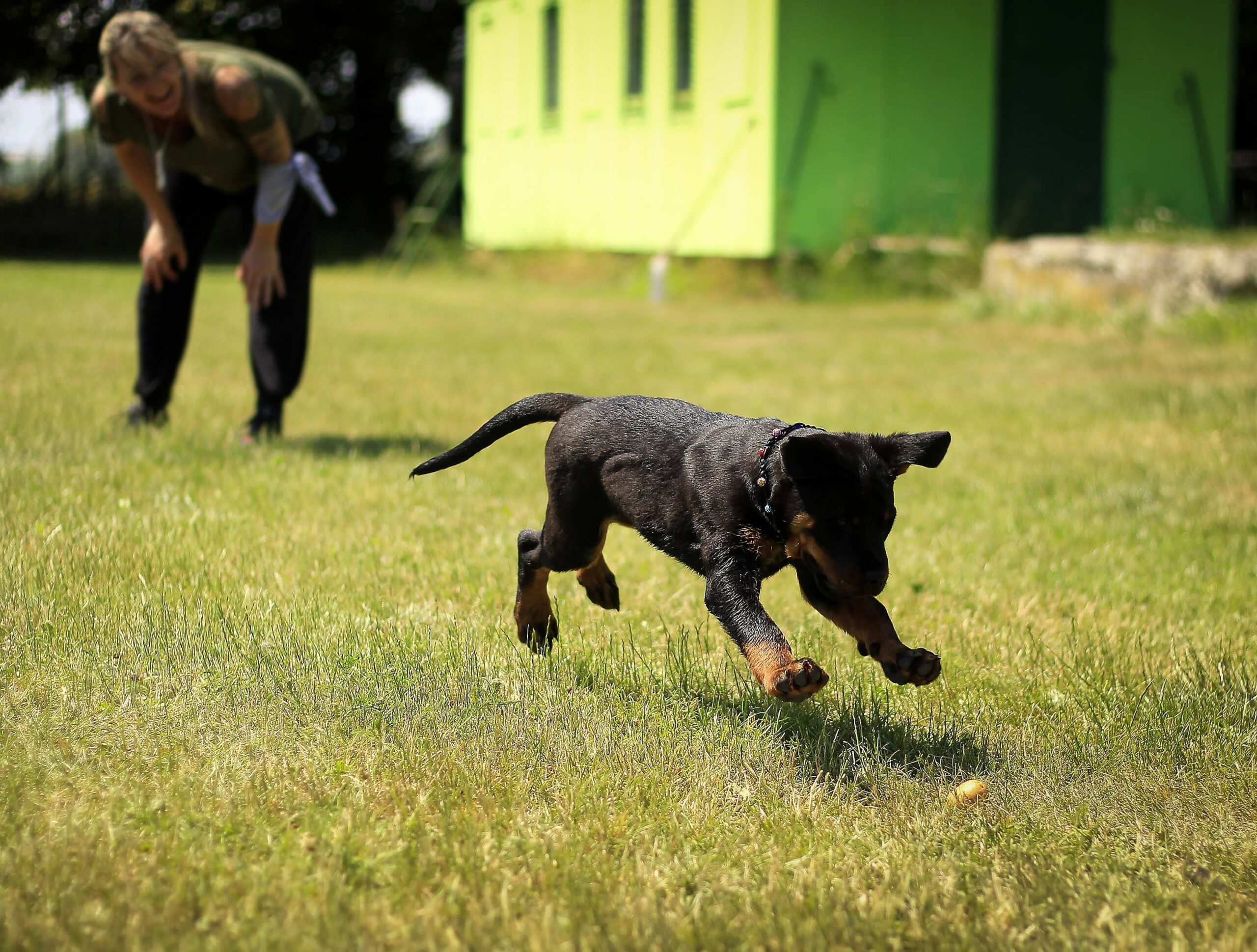 Havant Puppy Dog Training Services