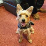 Gordon - Dog training to break down barriers and anxieties