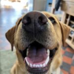 Dog Training Workshops