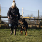Bernard - Rottie