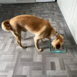 Enrichment Training