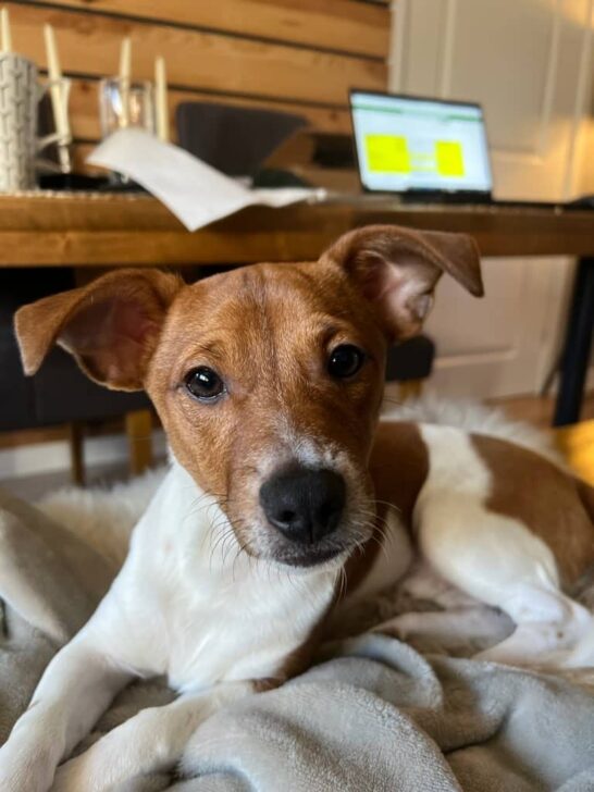 Positive Pup Dog Training Services