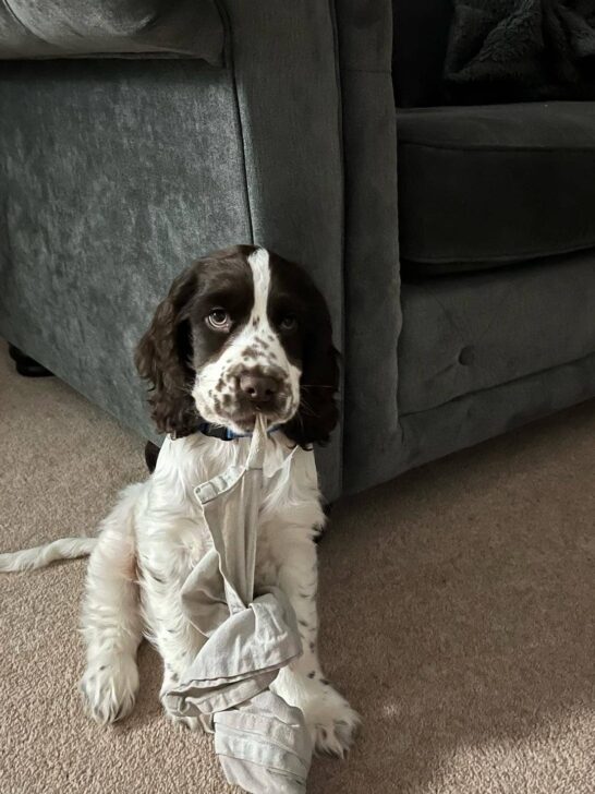 Albert - Beautiful Positive Pup