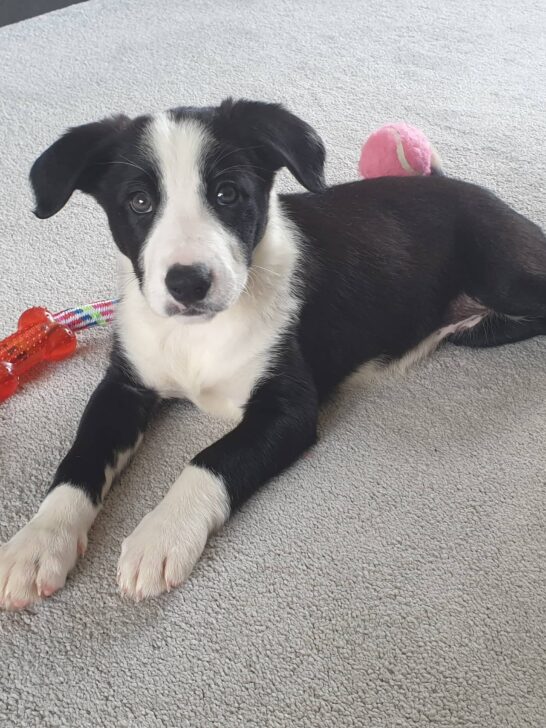 Bonnie - Enduring Positive Pup Dog Training