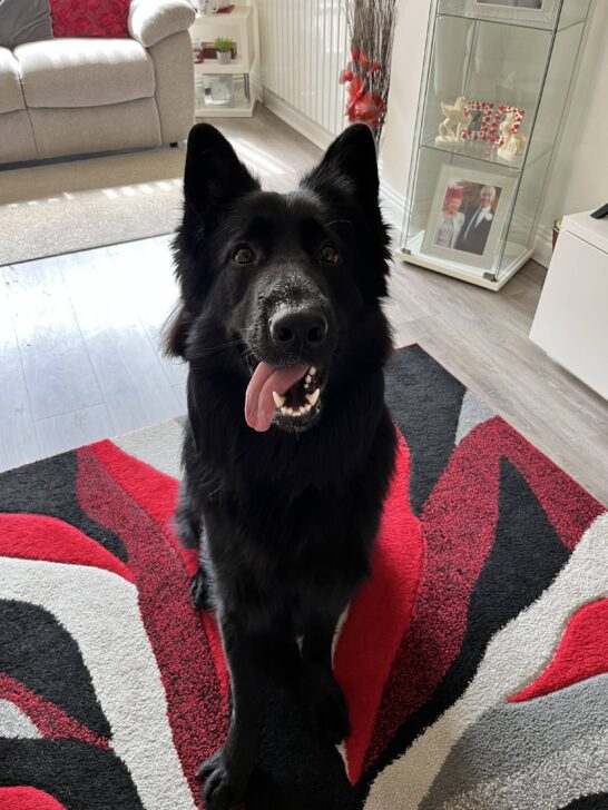 Buddy - Reactivity Dog Training