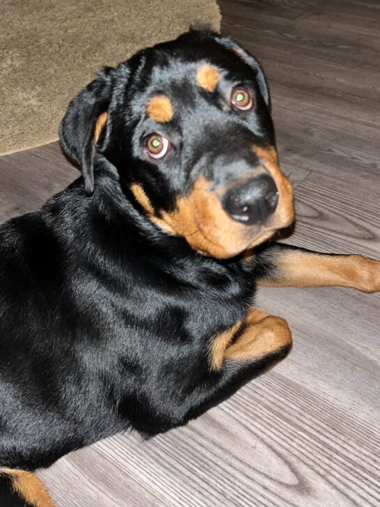 Positive Rescue Puppy Dog Training