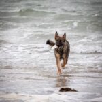 Harley runnign through the sea waters edge on a beach