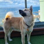 Beautiful Wolf like dog enjying the open seaside air while being trained