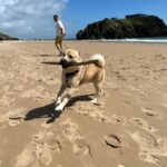 Enrichment Dog Training on a sandy beach