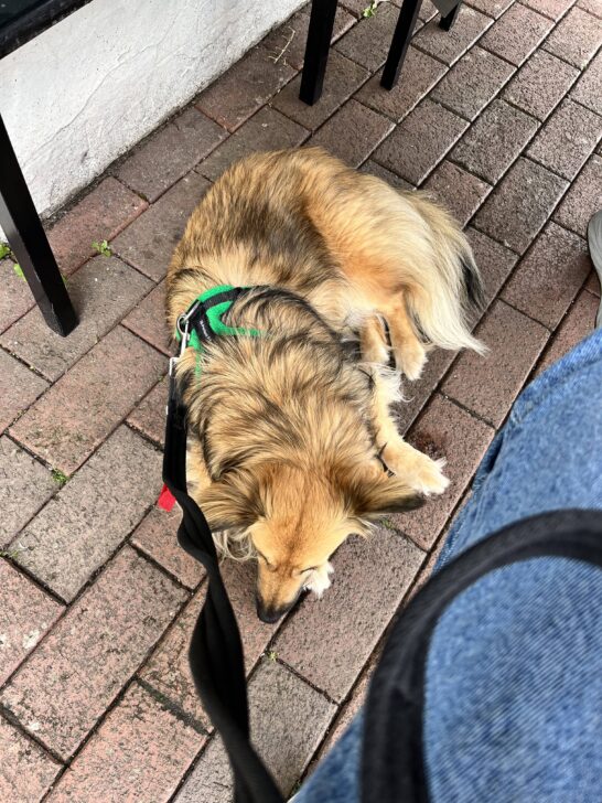 Behaviour Dog Training