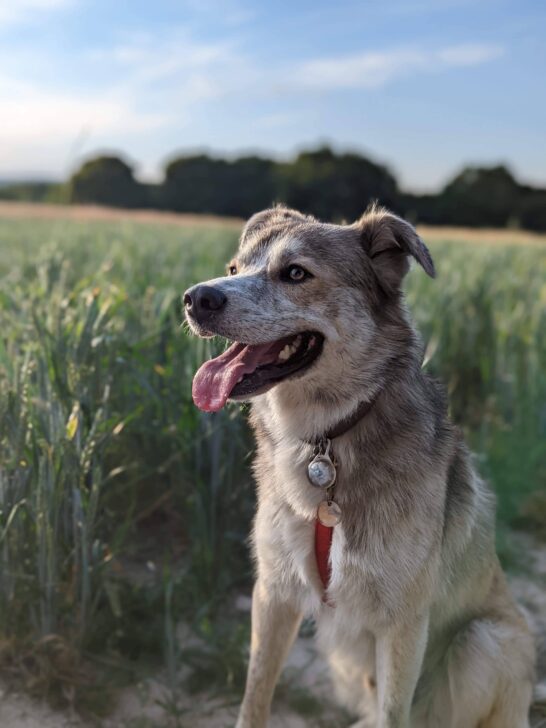 Behaviour Dog Training