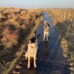 Dog Walking and training on a pathway