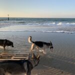 Dogs running on the beach