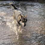 Dog running through Water