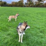 Dogs enjoying the open field