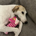 Dog relaxing through enrichment training