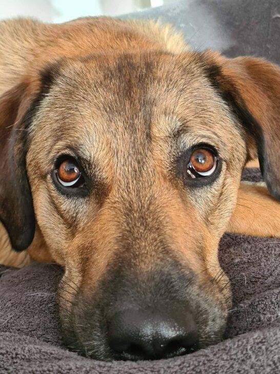 Behaviour Rescue Dog Training