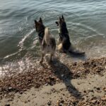 Dogs relaxing at the edge of the sea on a beach