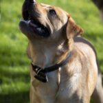 Golden dog enjoying the sunshine while being trained