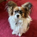 Small dog receiving enrichment training