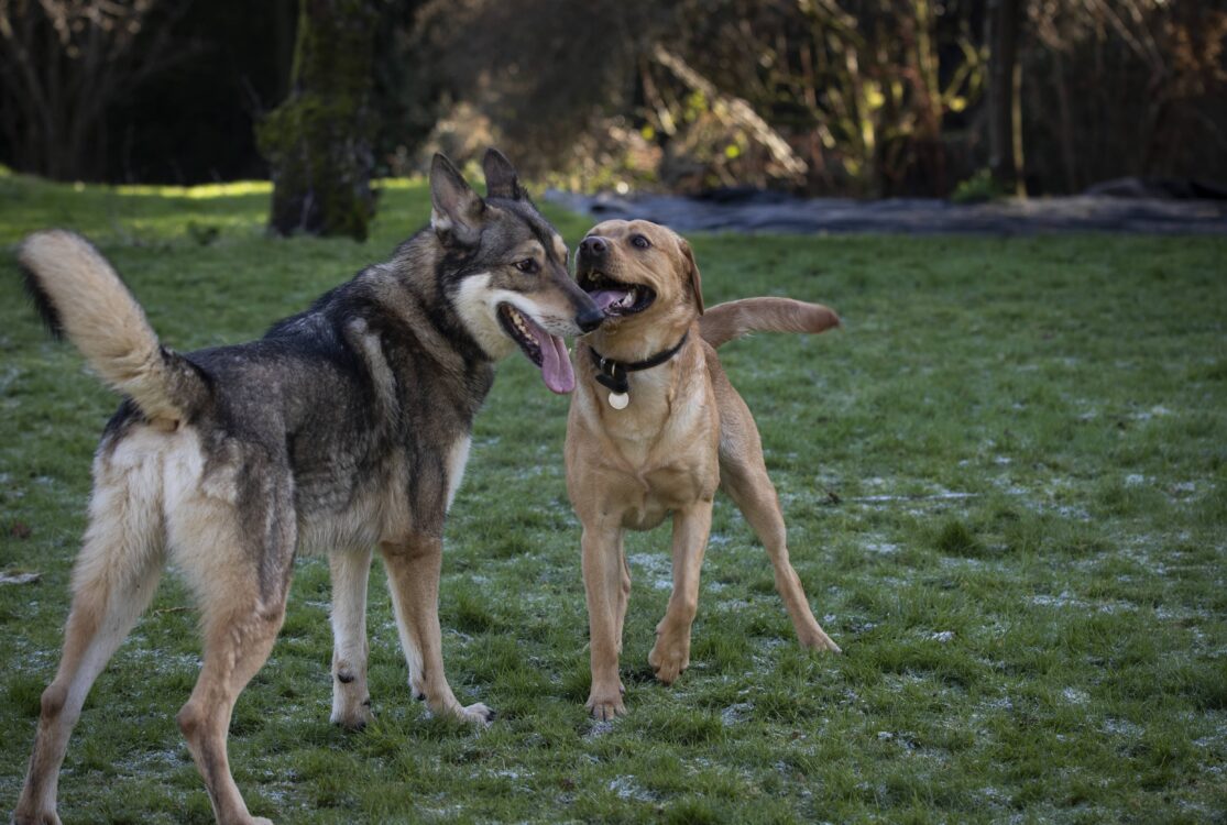 Two dogs playing in a field on grass