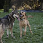 Two dogs playing in a field on grass