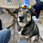 Koda sitting with a Birthday Party hay on