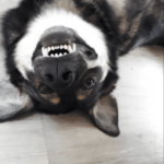 Koda - the black and white dog lying on thier back