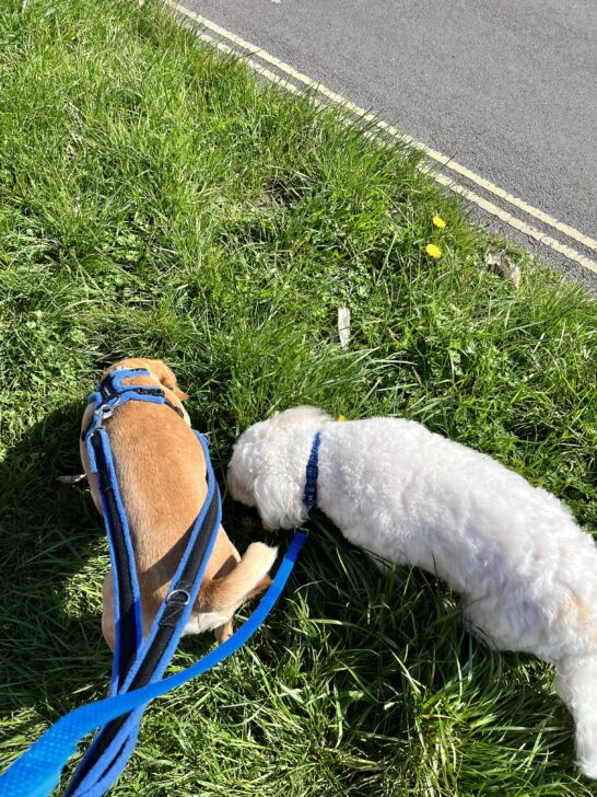 Loose lead dog training