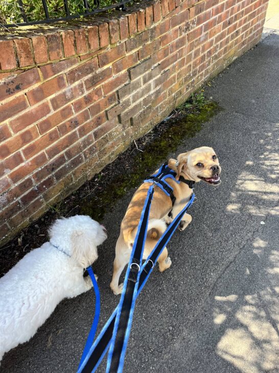 Loose lead dog training