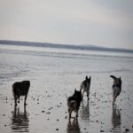 Lisa Newnham - Professional & Certified Hampshire Based Dog Trainer - Her Crew of Dogs