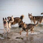 Dog Training Services on the South Coast