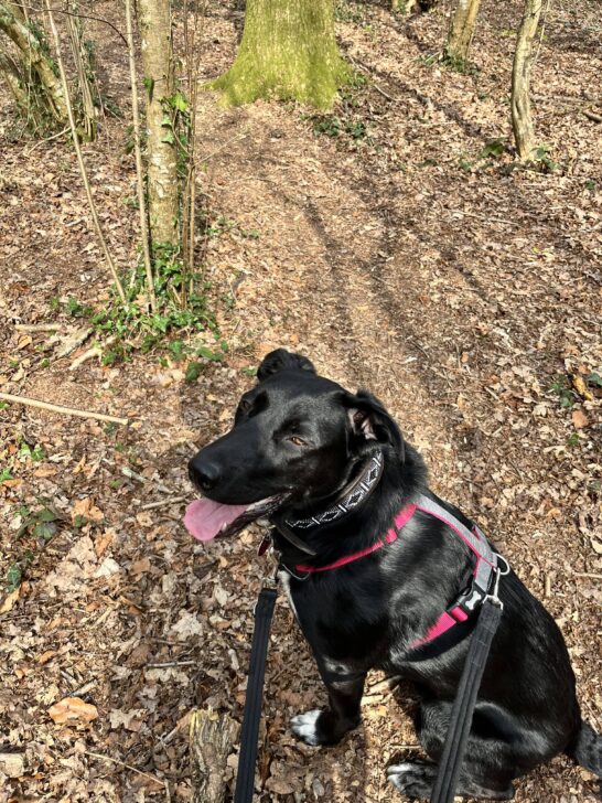 Poppy - Black Dog