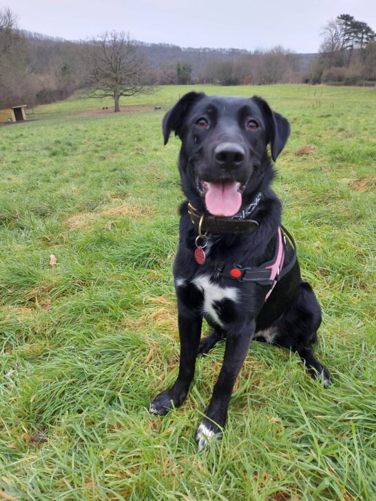 Poppy Rescue & Behaviour Dog Training