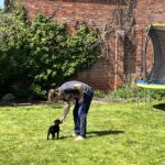 Positive pup dog training services