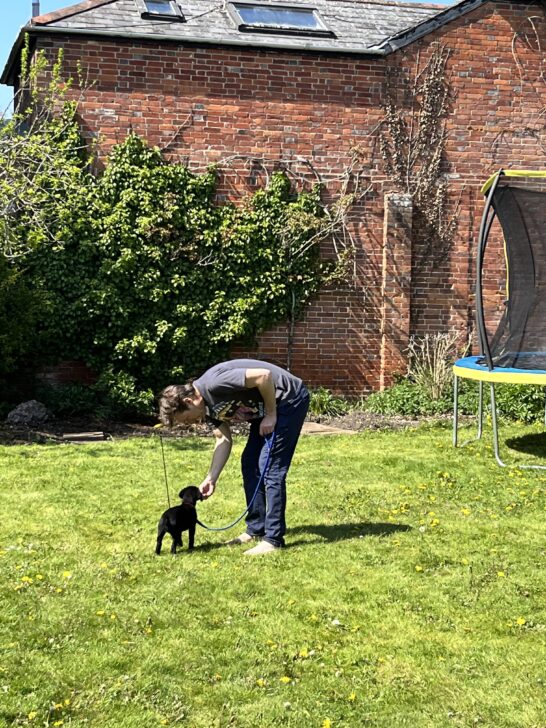 Positive pup dog training services