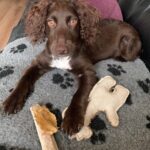 Positive pup dog training services