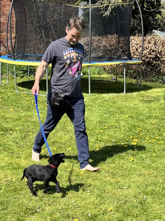 Positive pup dog training services