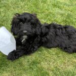 Positive pup dog training services