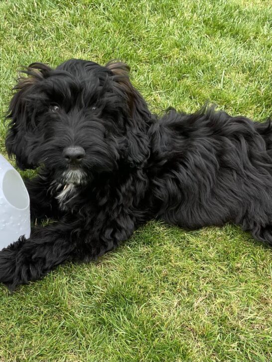 Positive pup dog training services