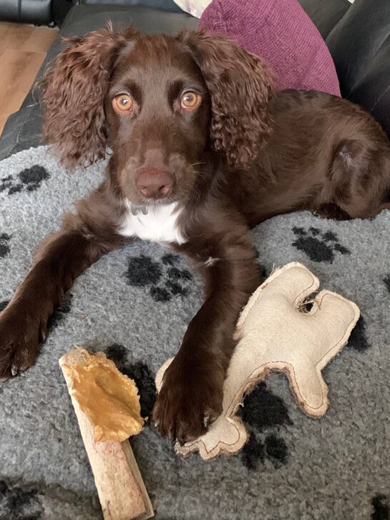 Positive pup dog training services