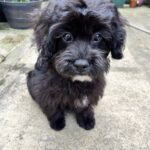 Positive pup dog training services